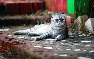 photo of Scottish fold silver Tabby cat